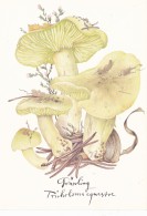 # BV 3201  MUSHROOM, TRICHOLOMA EQUESTRE, CHAMPIGNON, POST CARD, POSTAL STATIONERY,  GERMANY - Pilze