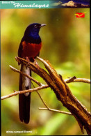 BIRDS-BIRDS OF THE HIMALAYAS-WHITE RUMPED SHAMA-INDIA POST PPC-MNH-BX1-364 - Coucous, Touracos