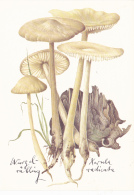 # BV 3202  MUSHROOM,  XELURA RIDICATA, CHAMPIGNON, POST CARD, POSTAL STATIONERY,  GERMANY - Pilze