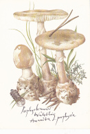 # BV 3204   MUSHROOM,  AMANITA PORPHYRIA, CHAMPIGNON, POST CARD, POSTAL STATIONERY,  GERMANY - Pilze