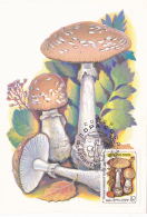 # BV 3224   MUSHROOM, CHAMPIGNON, CM, CARTE MAXIM , 1986, RUSSIA - Mushrooms