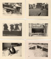 PHOTO 363 - Série De 7 Photos Originales 10,5 X 8 - Maison - Chiens - Berger Allemand - VILLEPARISIS - Lieux