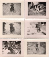 PHOTO 366 - Série De 8 Photos Originales 10,5 X 8 - Maison - Chiens - Berger Allemand - VILLEPARISIS - Lieux