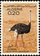 Algérie. Algeria 1967 . Autruche. Ostrich  ** - Autruches