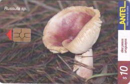 Uruguay TC 156a, Mushrooms, Russula Sp. (Hongo De Los Rusos), 2 Scans. - Uruguay