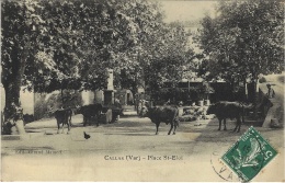 CALLAS - Place St-Eloi - Ed. Giraud Mamert - Troupeau De Vaches - Callas