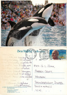 Killer Whales, SeaWorld, California, United States US Postcard Posted 1993 Stamp - Sonstige