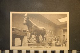 CP, Egypte - Egypt , Le Boeuf APIS - Alexandrie