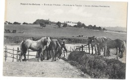 NOGENT LE ROTROU (28) Prairie De La Touche élevage Jeunes Chevaux Percherons - Nogent Le Rotrou