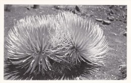 Plant Life On Kauai Hawaii C1940s Vintage Real Photo Postcard - Kauai