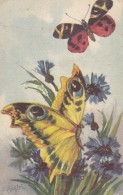 Sofia Chiostri - Butterfly Postcard - Chiostri, Carlo