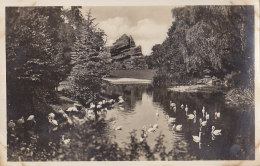 Hamburg - Stellingen - Flamingos Auf Dem Japanischen Teich - Altona