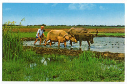 Thailande--Labourage Des Champs De Riz Avec Couple De Boeufs,14 X 9 éd Chai Ean Lee - Thaïlande