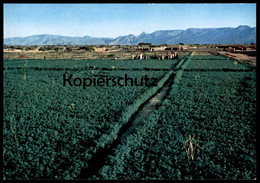 ÄLTERE POSTKARTE NAJRAN GREEN FIELDS SAUDI ARABIEN SAUDI ARABIA Landwirtschaft Agrar Ansichtskarte AK Cpa Postcard - Saudi-Arabien