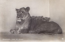 Berlin - Zoo Zoologischer Garten - Abessinische Lowin Mit Jungen - Lion - Dierentuin