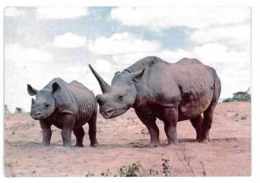 CPSM ANIMAUX RHINOCEROS - Rhinozeros