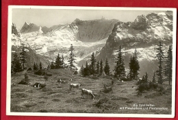 HBM-26  Alp Spielmatten Mit Fieschhorn Und Finsteraarhorn. Kuhe. Gelaufen In 1937 - Matten Bei Interlaken