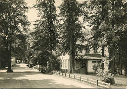 Neuglobsow - Stechlinsee-Strasse - Foto-AK Grossformat 60er Jahre - Verlag Foto-Hanich Dresden - Neuglobsow