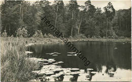 Neuglobsow - Partie Am Teufelssee - Foto-AK 60er Jahre - Verlag PGH Rotophot Bestensee - Neuglobsow