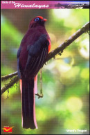 BIRDS-BIRDS OF THE HIMALAYAS-WARD´S TROGON-INDIA POST PPC-MNH-BX1-364 - Kuckucke & Turakos