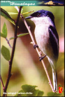 BIRDS-BIRDS OF THE HIMALAYAS-BAR-WINGED CUCKOO SHRIKE-INDIA POST PPC-MNH-BX1-364 - Cuckoos & Turacos