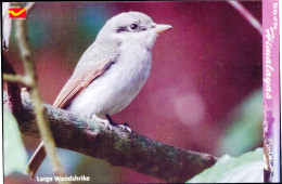 BIRDS-BIRDS OF THE HIMALAYAS-LARGE WOODSHRIKE-INDIA POST PPC-MNH-BX1-364 - Specht- & Bartvögel