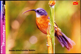 BIRDS-BIRDS OF THE HIMALAYAS-HUMMINGBIRDS-SLENDER BILLED SCIMITAR BABBLER -INDIA POST PPC-MNH-BX1-364 - Colibrì