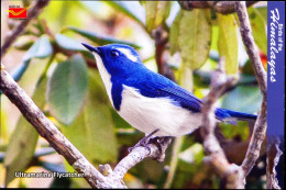 BIRDS-BIRDS OF THE HIMALAYAS-HUMMINGBIRDS-ULTRAMARINE FLYCATCHER -INDIA POST PPC-MNH-BX1-364 - Kolibries
