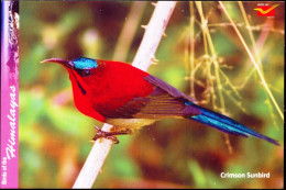 BIRDS-BIRDS OF THE HIMALAYAS-CRIMSON SUNBIRD -INDIA POST PPC-MNH-BX1-364 - Kolibries