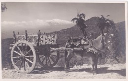 ITALIA - Sicilia Messina TAORMINA  Carretto Asino, Donkey - Donkeys