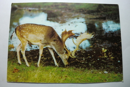 D 89 - Dans Le Parc De Treigny - Format: 170mm Sur 120mm - Treigny