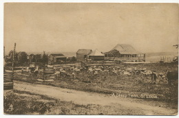 A Sheep Farm St Lucia Tuck Post Card Published By Clarke And Co Castries B.W.I. - Santa Lucia