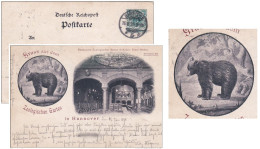 - Entier Postal Allemand Timbré Sur Commande Illustré Ours (bear, Bären), Jardin Zoologique, Restaurant (1898) - Beren