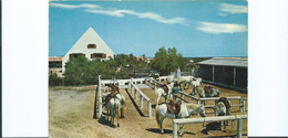 Camargue Chevaux De Promenades De L'Auberge Cavalière - Languedoc-Roussillon