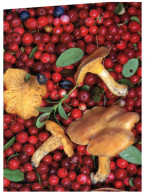 (765) Mushrooms And Berries - Champignon Et Baies - Mushrooms