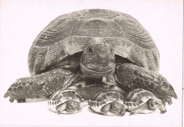 19545. Postal TORTUGAS, Tortues, Turtles - Tortugas