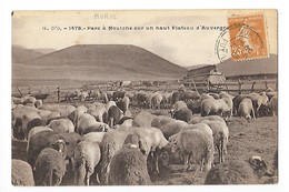 Parc à Moutons Sur Un Haut Plateau D'Auvergne  (cpa 63)  -     - L 1 - Auvergne Types D'Auvergne