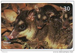 Sarigues Ou Opossums Aux 4 Yeux Animal  Télécarte Phonecard   R413 - Brasilien