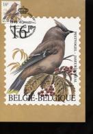 Belgie Buzin Vogels Birds 2534 R Maximumkaart 16fr Brussel Avions - 1991-2000