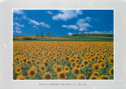 Sunflowers, Hokkaido, Japan Postcard Unposted - Zonder Classificatie