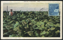 TOBACCO Plantation, Cigars, Old Maximum Card With Light Staining - Maximumkarten