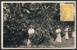 Picking COFFEE In San Jose, Old Maximum Card, VF - Costa Rica