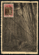 Maximum Card Of 1938: Bamboo, Albert National Park, VF - Altri & Non Classificati