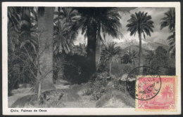 Maximum Card Of 14/JA/1942: Ocoa Palm Trees, VF Quality - Cile