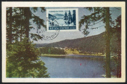 Maximum Card Of 1958, Topic FOREST, Trees, VF Quality - Altri & Non Classificati