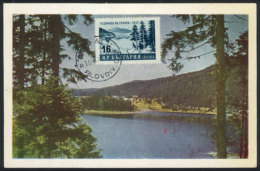 Maximum Card Of 1958, Topic FOREST, Trees, VF Quality - Sonstige & Ohne Zuordnung