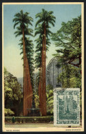 RIO: Palm Trees, Botanical Garden, Maximum Card Of JUN/1958 With Special Pmk '150th Anniversary', VF - Maximum Cards