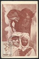 Maximum Card Of AP/1953: Saharan Companies, Soldiers, Military, VF Quality - Algeria (1962-...)