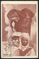 Maximum Card Of AP/1953: Saharan Companies, Soldiers, Military, VF Quality - Algerien (1962-...)