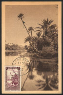 COLOMB-BECHAR: A Wadi, Palm Trees, Maximum Card Of 31/JUL/1952, VF Quality - Algeria (1962-...)